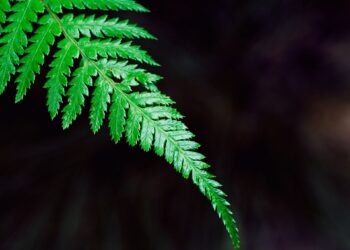 El Reino de Dios: Ya, pero todavía no
