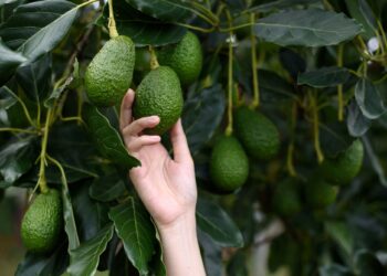 Lecciones de un árbol de aguacate