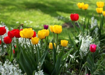Predicando el Evangelio con la difícil «L» de TULIP en mente