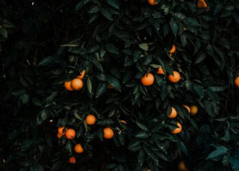 Regla #1: Confía en los medios de gracia (8 reglas para crecer en piedad)