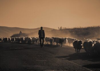 El profundo estímulo pastoral de la doctrina de la elección