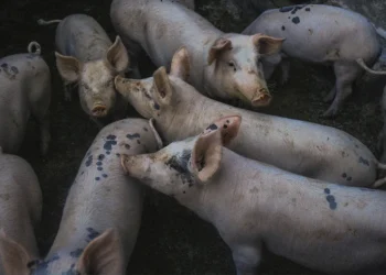 El persistente hedor del pecado