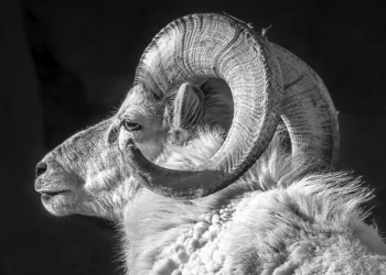 El día de la expiación