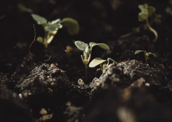 Comprométete a crecer en la fe este año