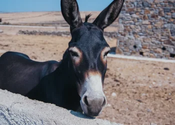 No seas como el mulo