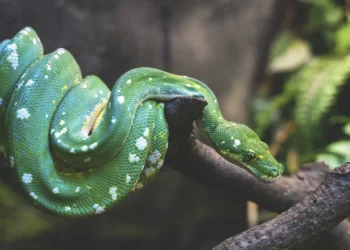 Cómo defenderse de Satanás, el enemigo del cristiano
