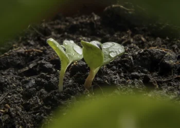 Cómo aborrecer tu propia vida