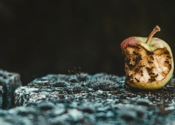 En verdad, ¿todo lo que no proviene de fe es pecado?
