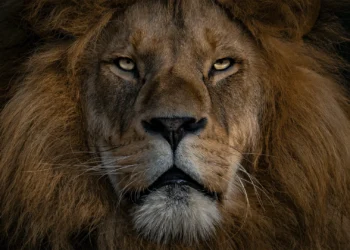 El Cordero y el León