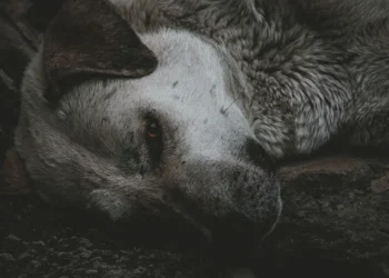 ¿Y qué hay del sufrimiento de los animales?